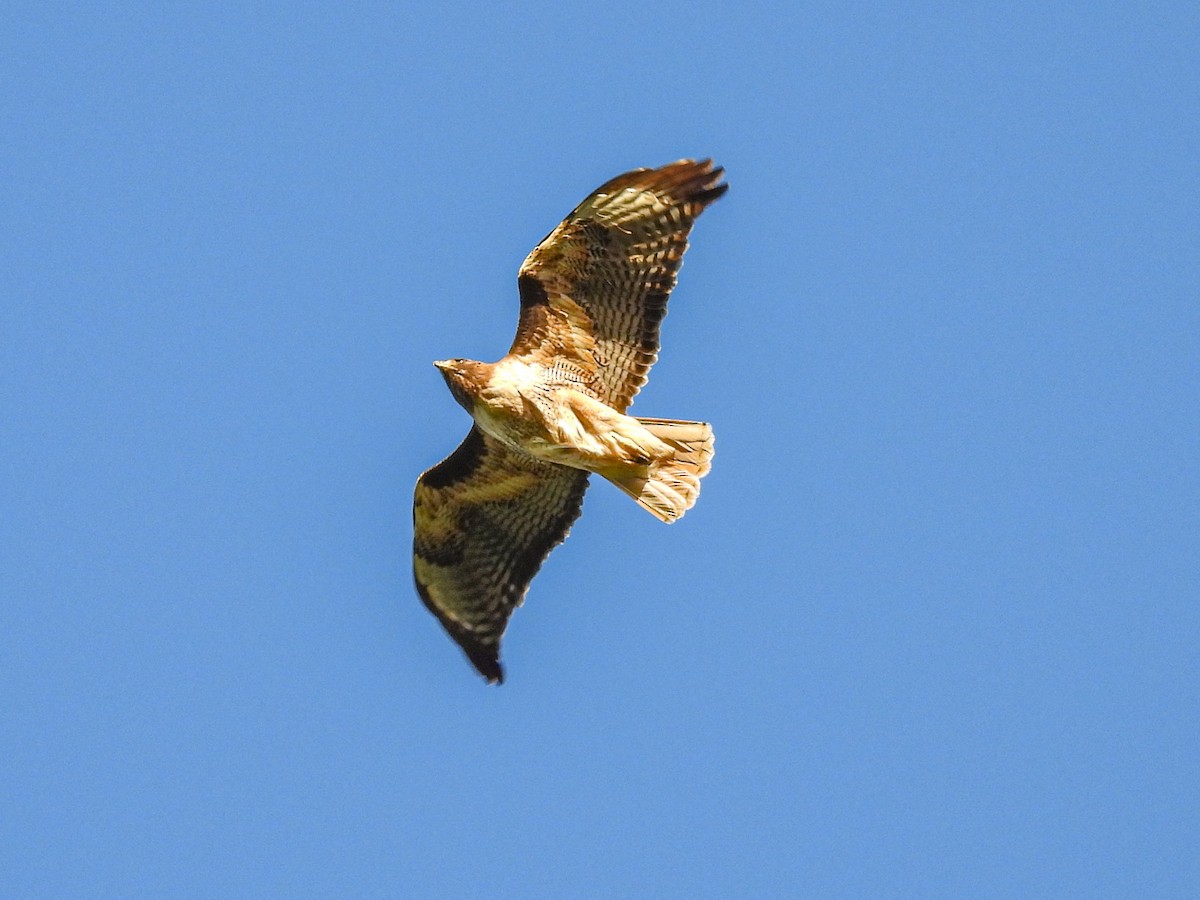 Red-tailed Hawk - ML618477124