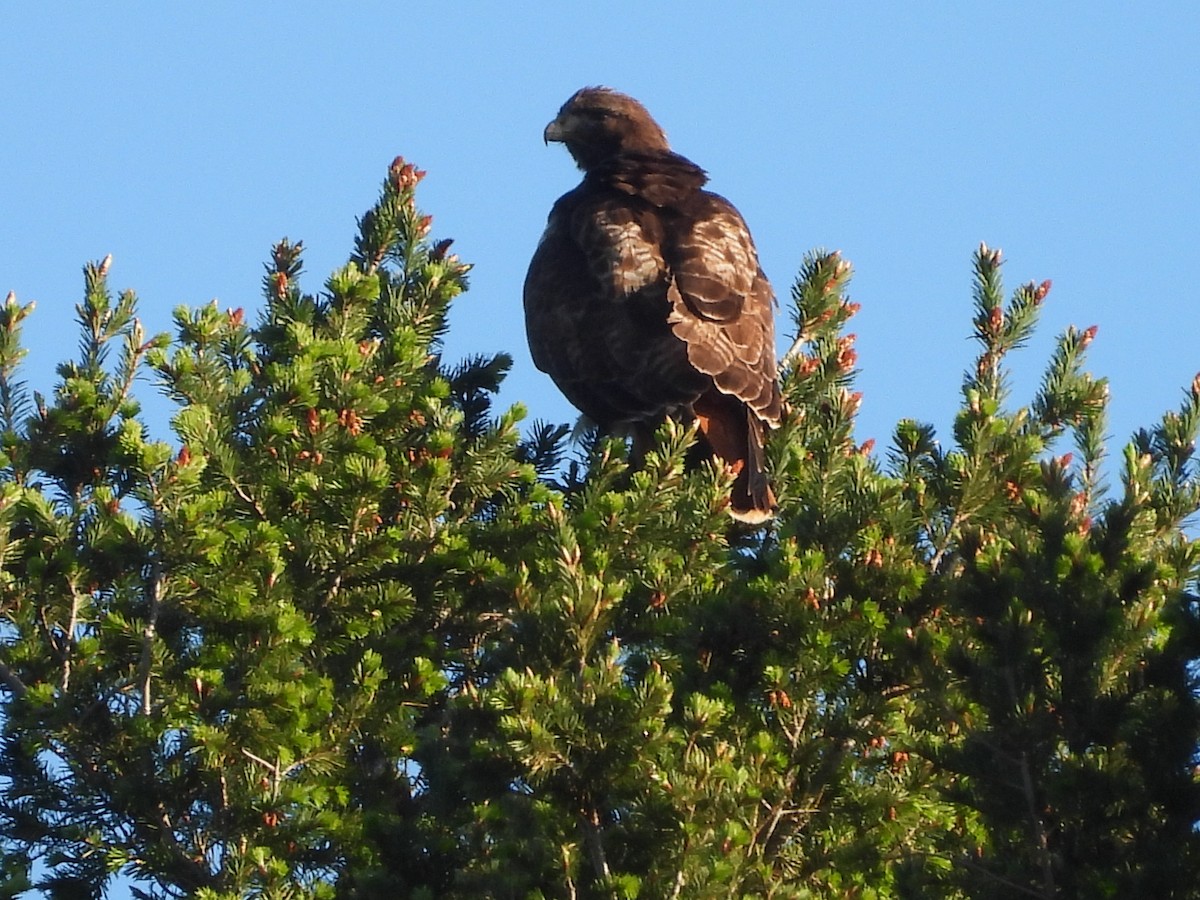Red-tailed Hawk - ML618477125