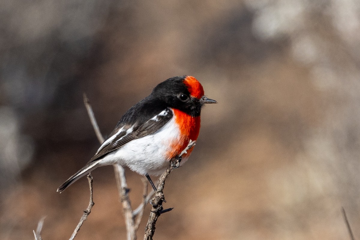 Red-capped Robin - ML618477156
