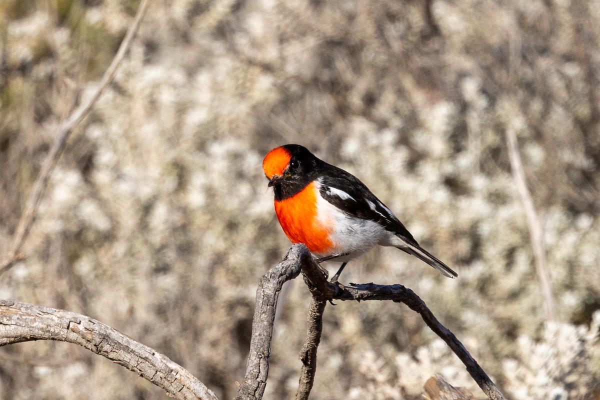 Red-capped Robin - ML618477157