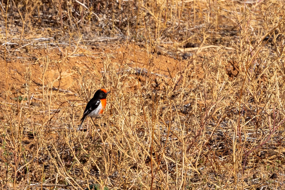Red-capped Robin - ML618477205
