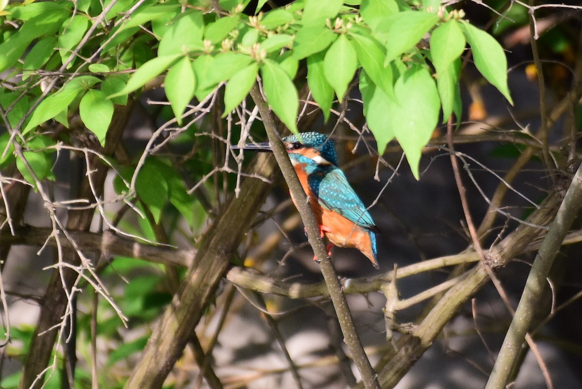 Common Kingfisher - Zhihai Liu