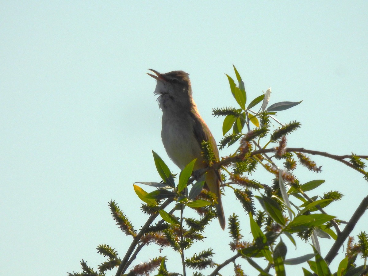 Great Reed Warbler - Siniša Vodopija