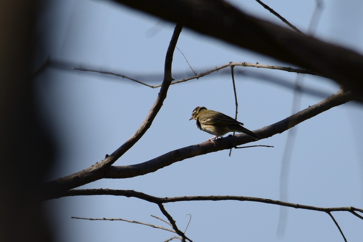 Olive-backed Pipit - ML618477330