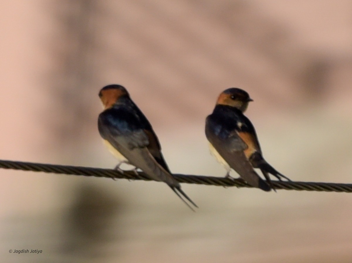 Red-rumped Swallow - ML618477358