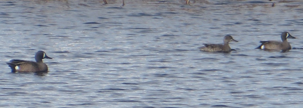 Blue-winged Teal - ML618477363