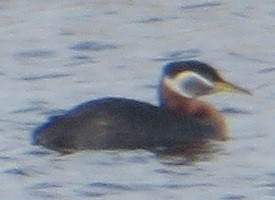 Red-necked Grebe - ML618477365