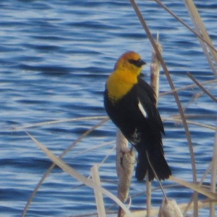 Yellow-headed Blackbird - ML618477366