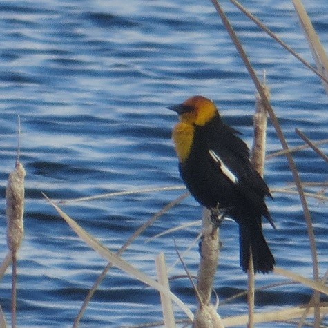 Yellow-headed Blackbird - ML618477367