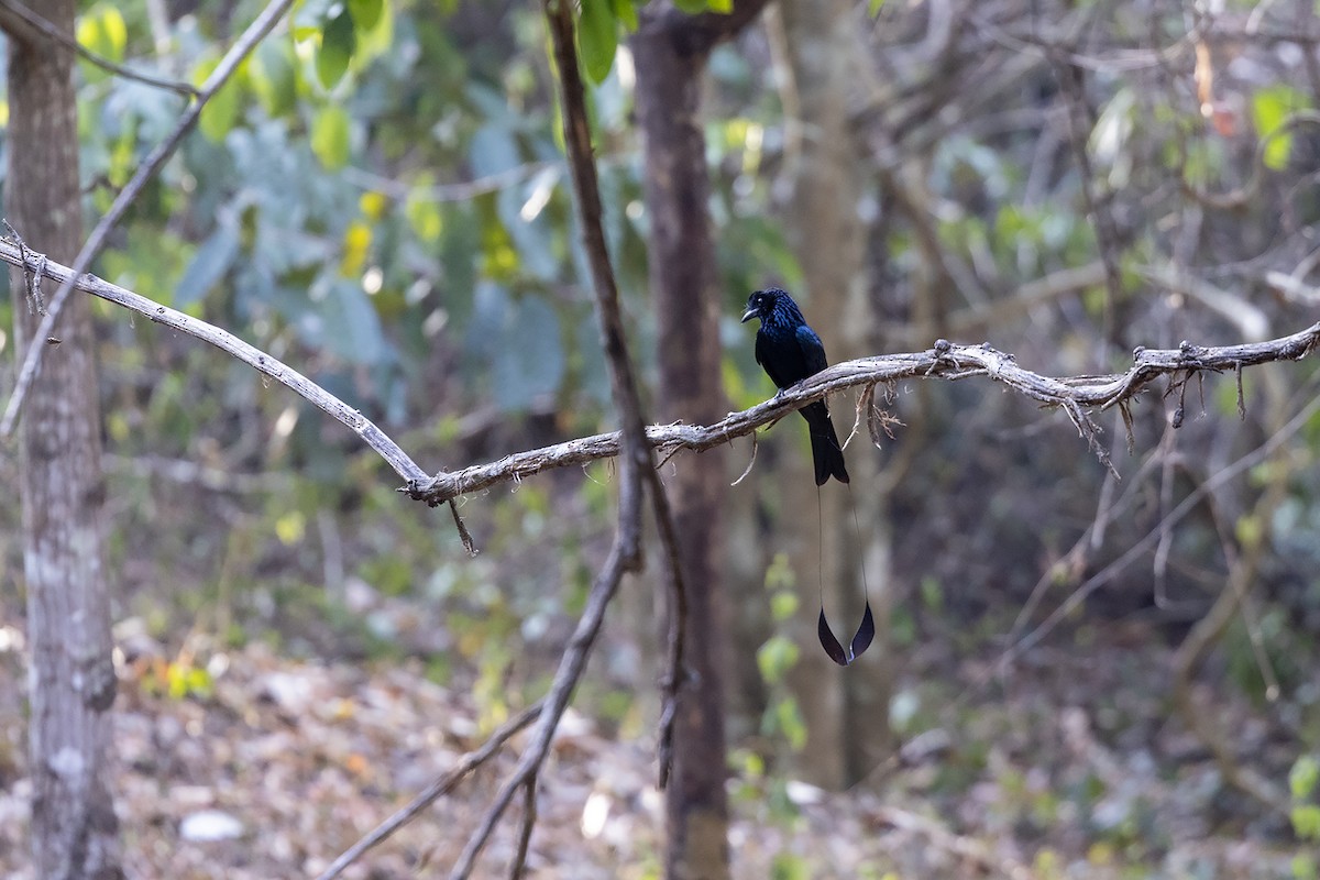 Greater Racket-tailed Drongo - ML618477431