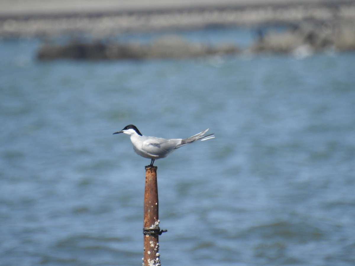 Common Tern - ML618477473