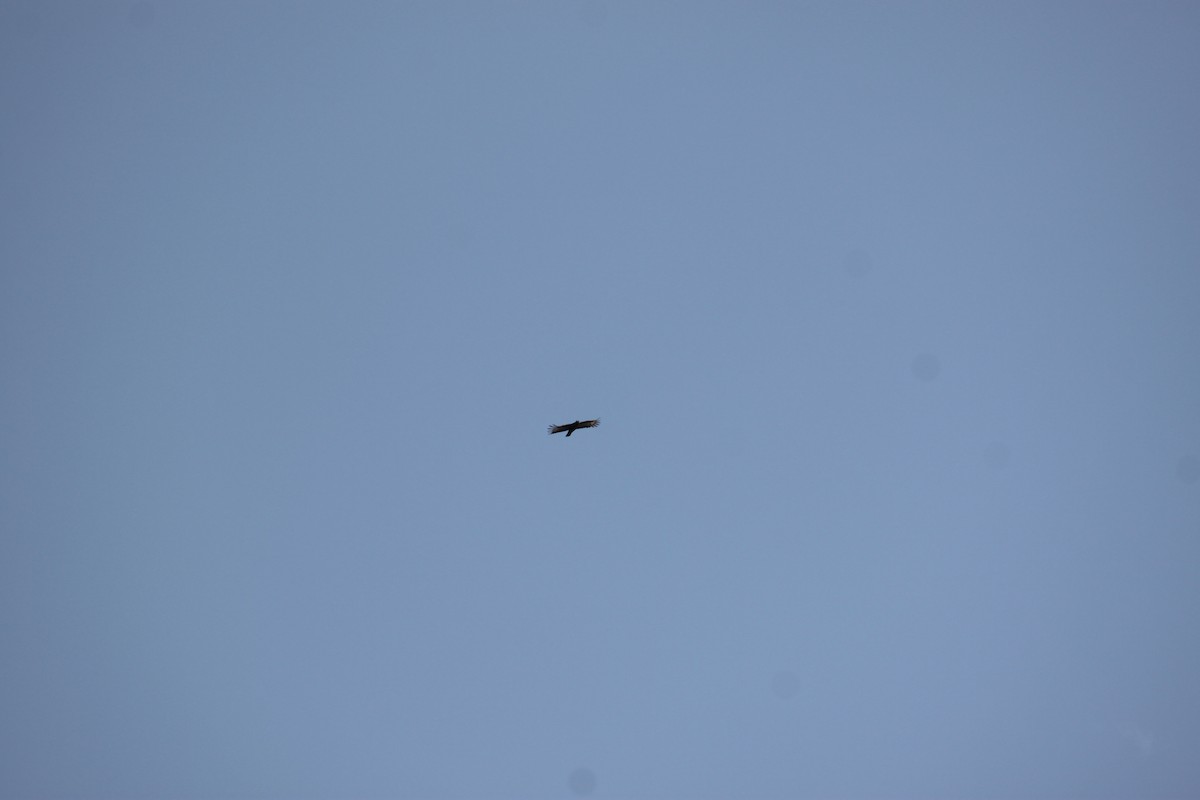 Long-crested Eagle - ML618477475