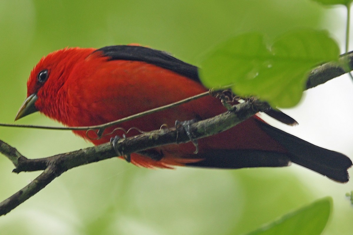 Scarlet Tanager - ML618477483