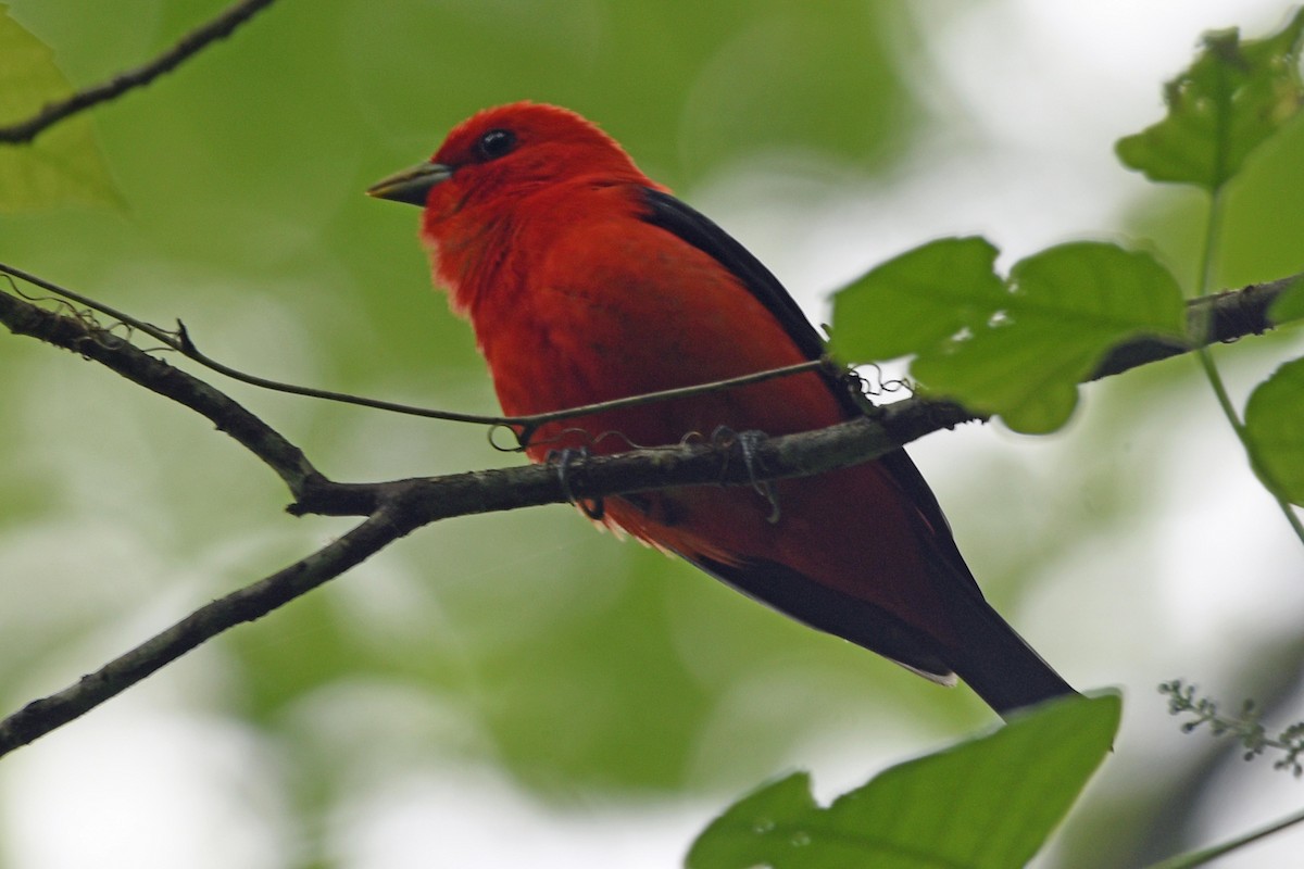 Scarlet Tanager - ML618477484