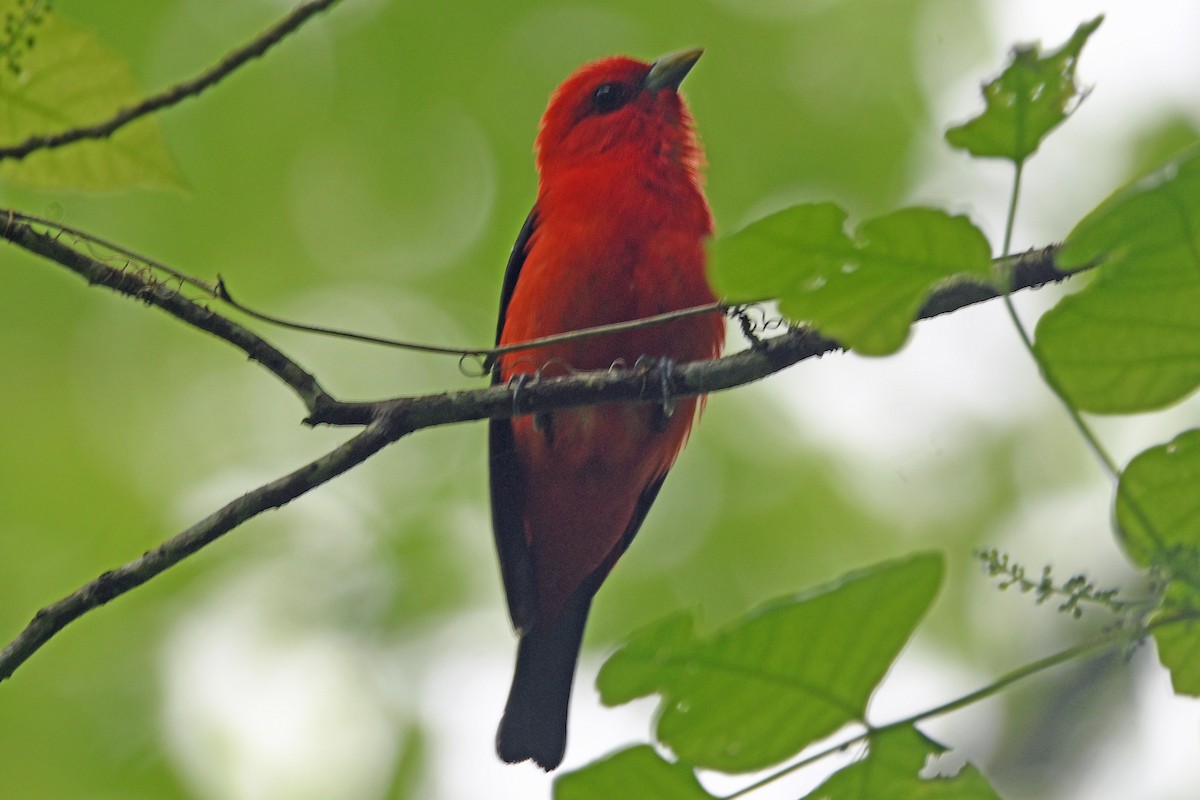 Scarlet Tanager - ML618477485