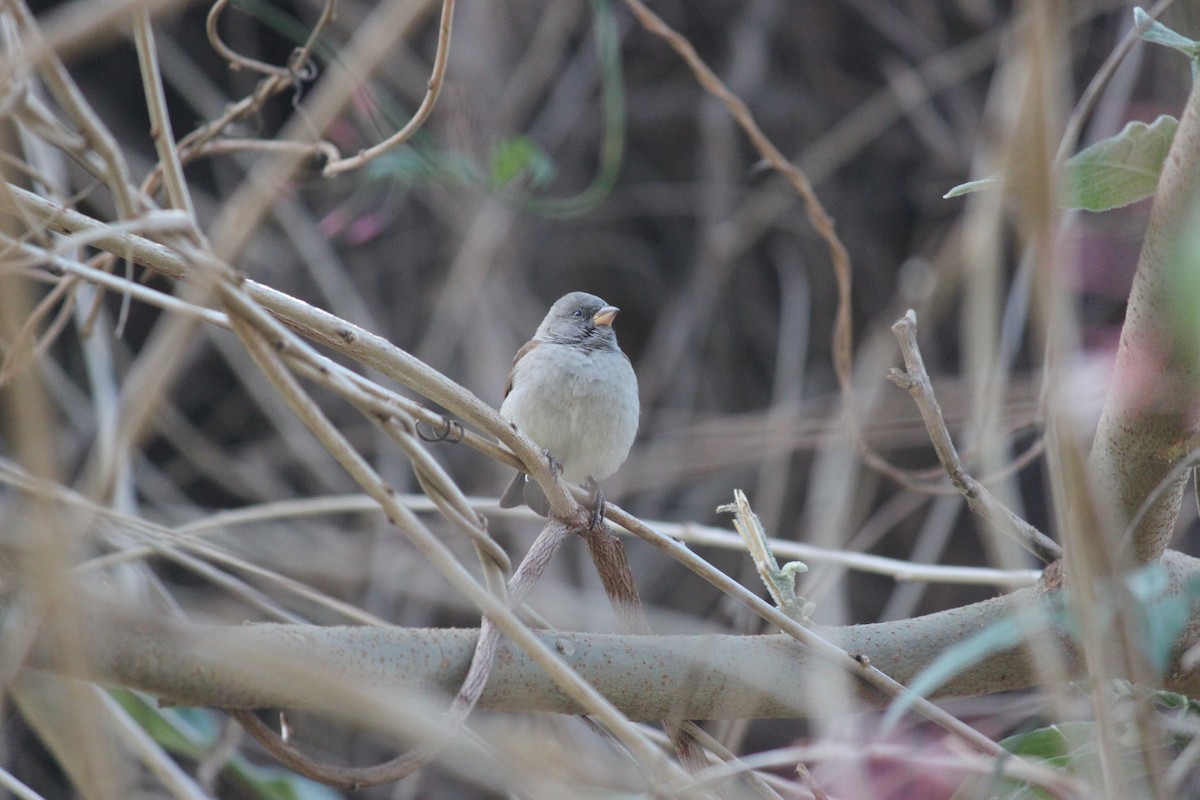 Southern Gray-headed Sparrow - ML618477498