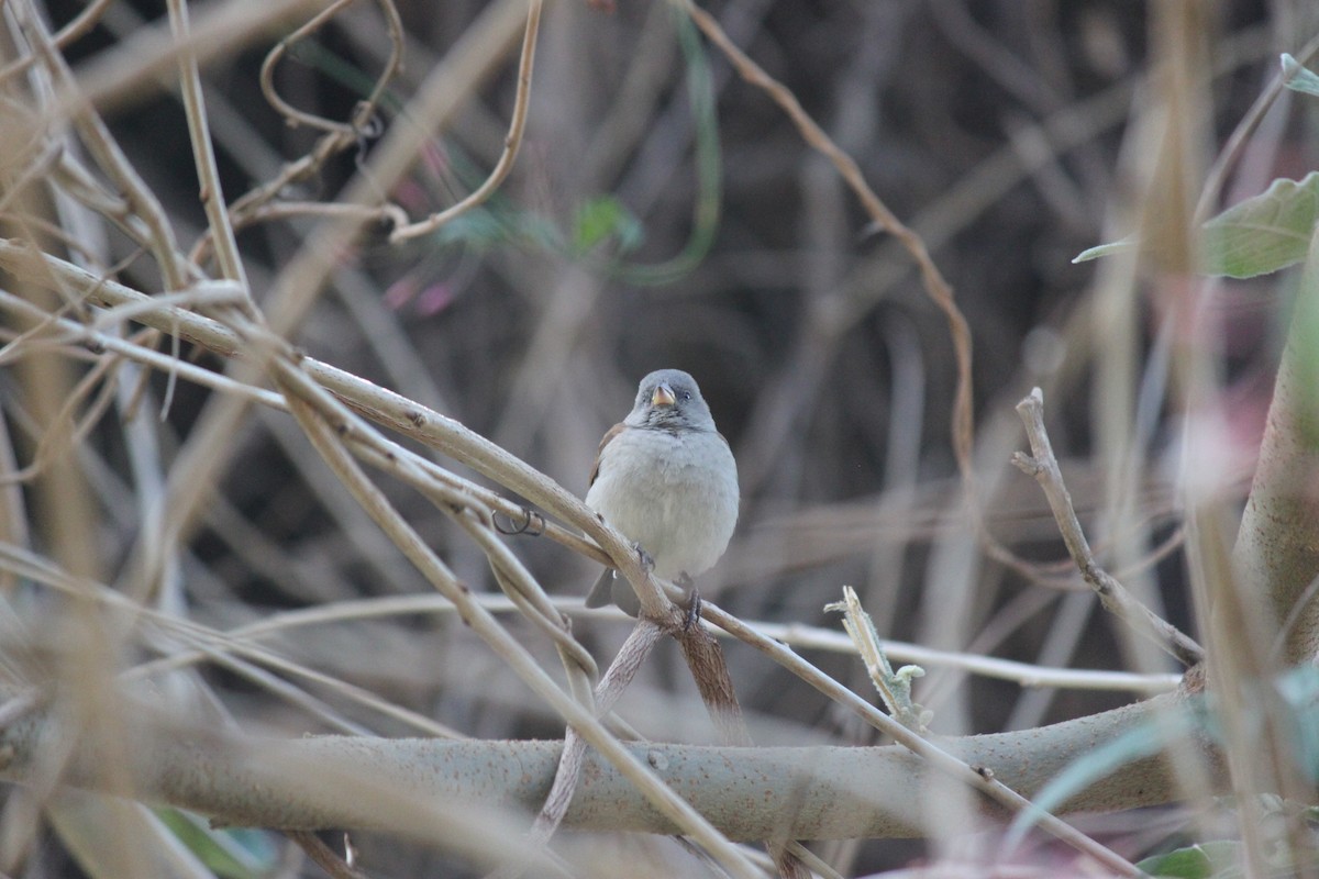 Southern Gray-headed Sparrow - ML618477500