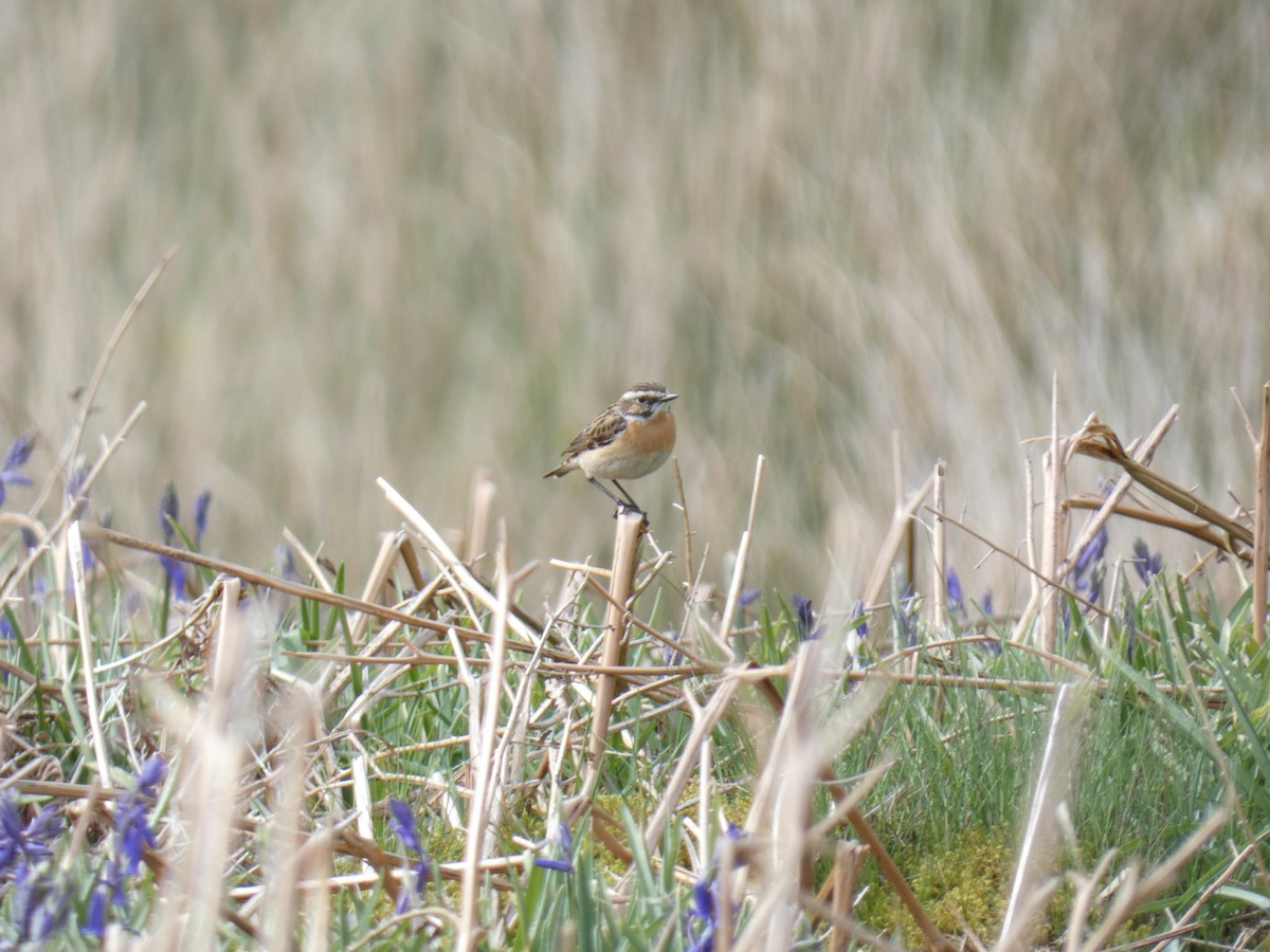 Whinchat - ML618477521