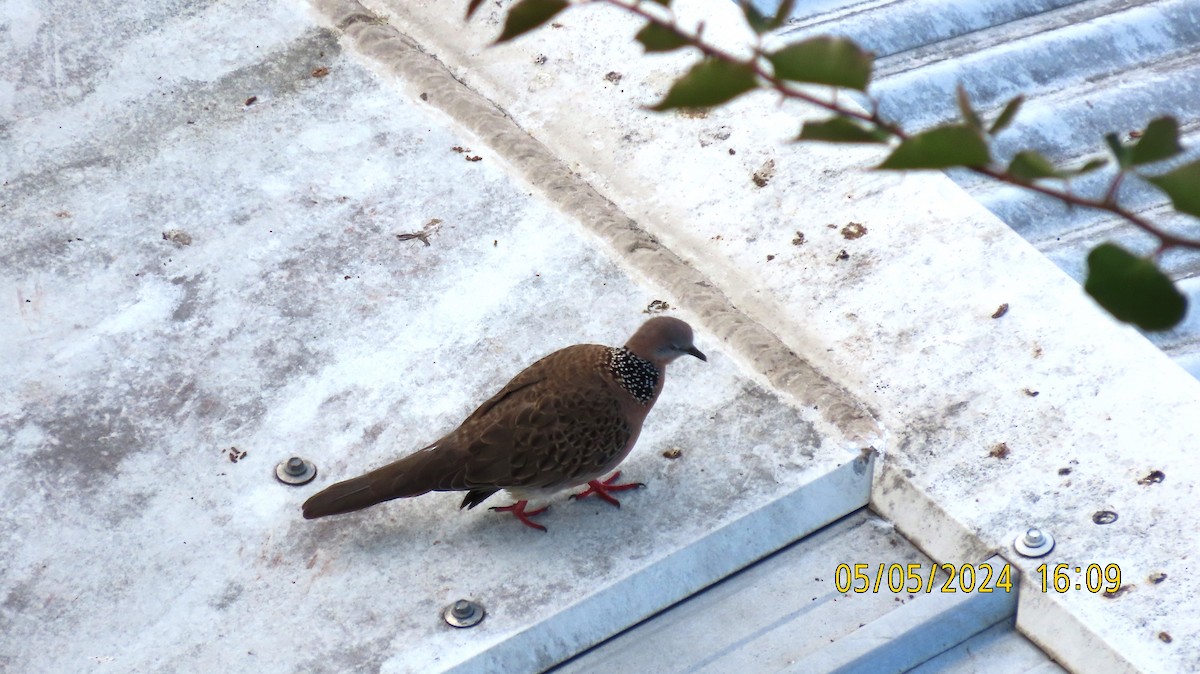 Spotted Dove - ML618477551