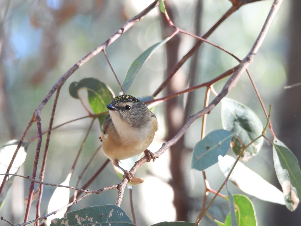 Spotted Pardalote - ML618477581