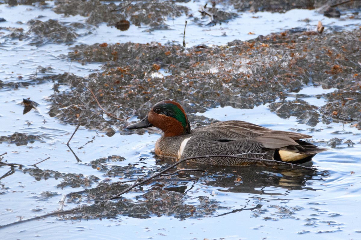 Green-winged Teal - ML618477619