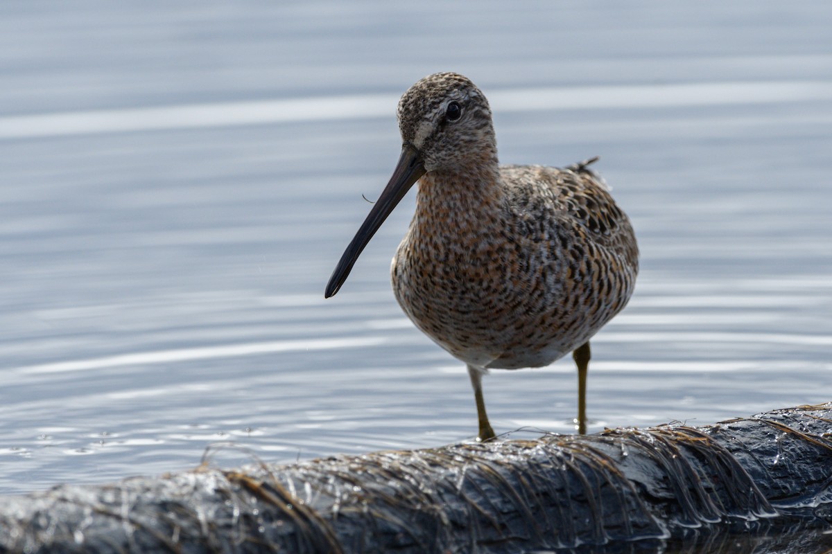 Short-billed Dowitcher - Jeremiah Fisher