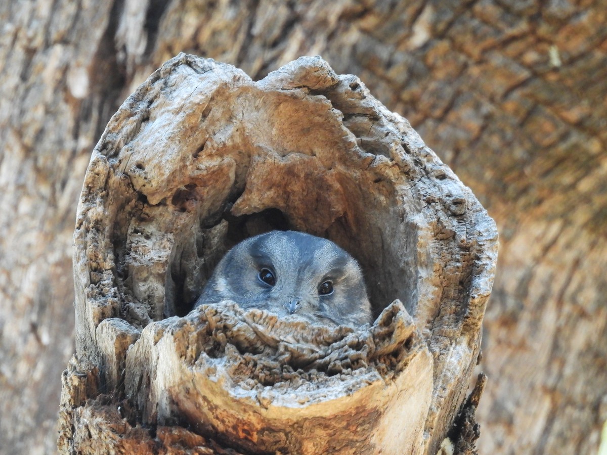 Australian Owlet-nightjar - ML618477814