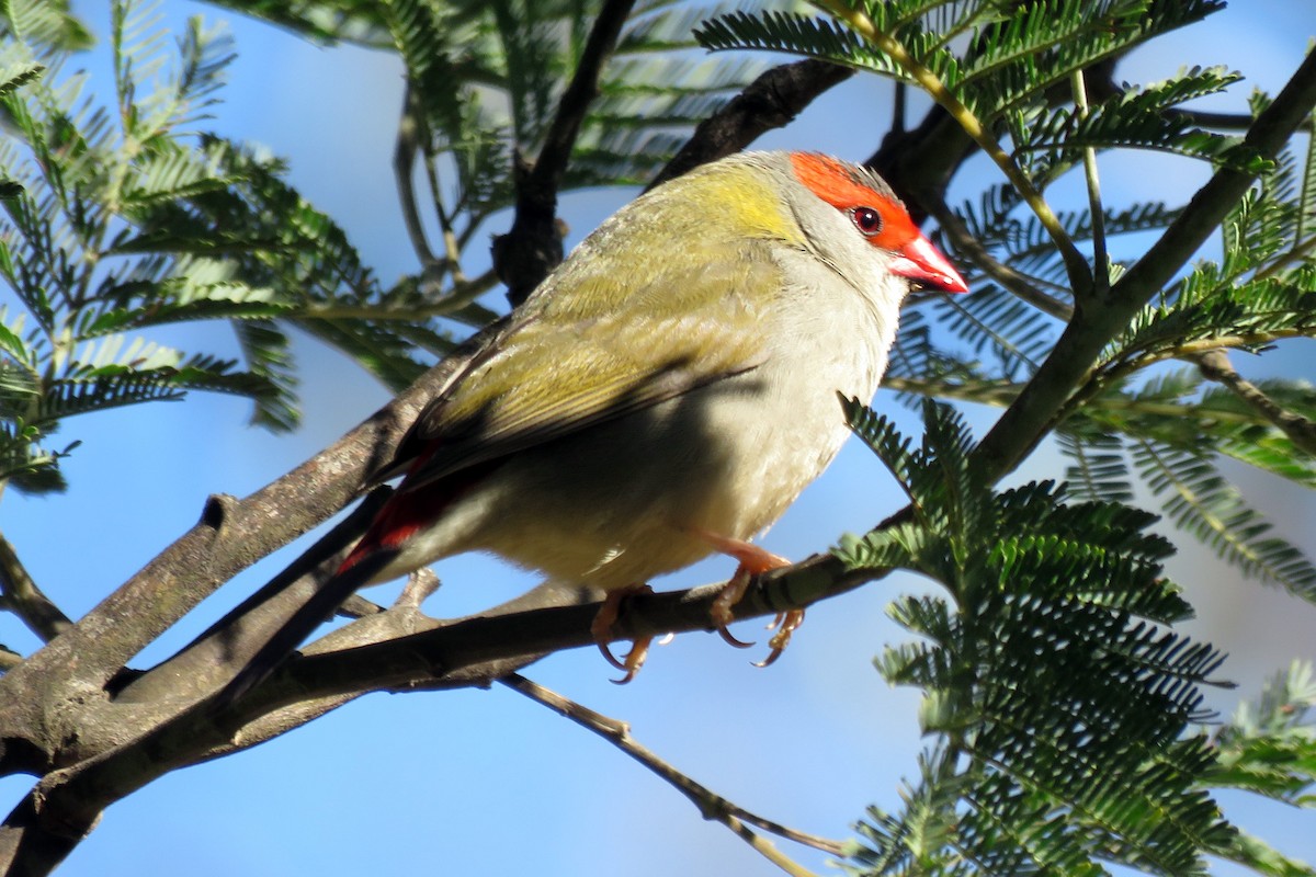 Red-browed Firetail - ML618477823