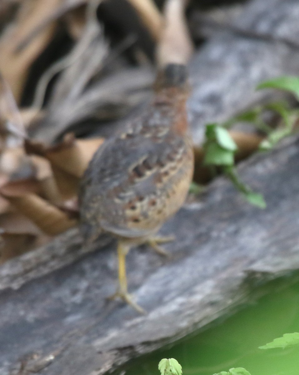 Red-backed Buttonquail - ML618477825