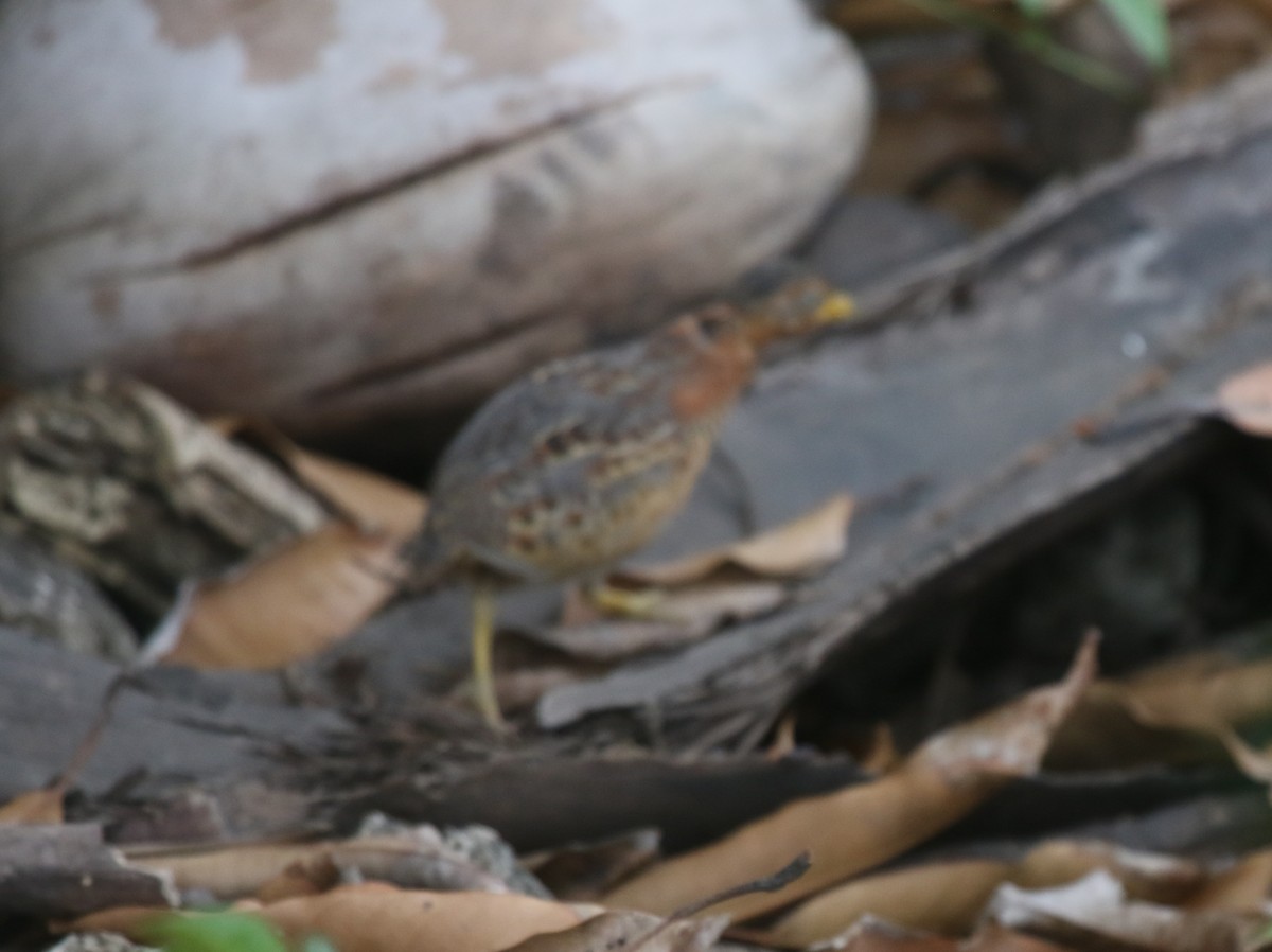 Red-backed Buttonquail - ML618477827