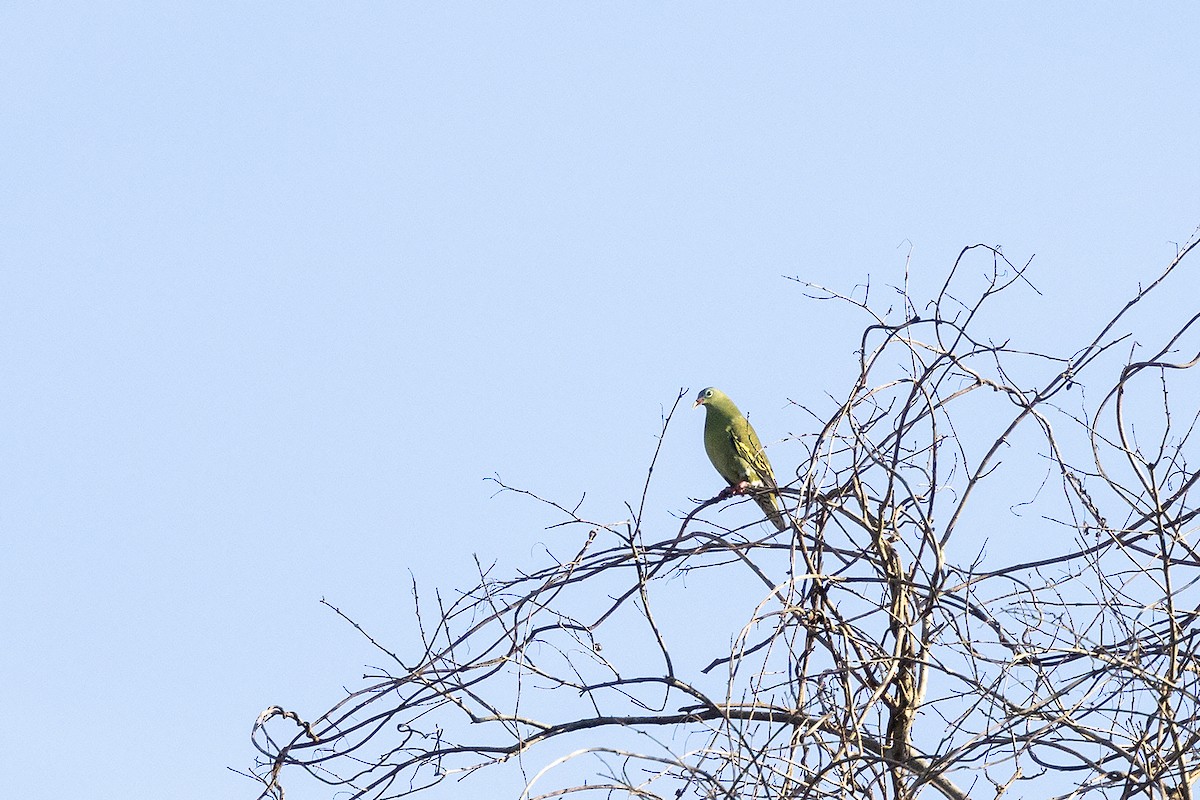 Thick-billed Green-Pigeon - ML618477879