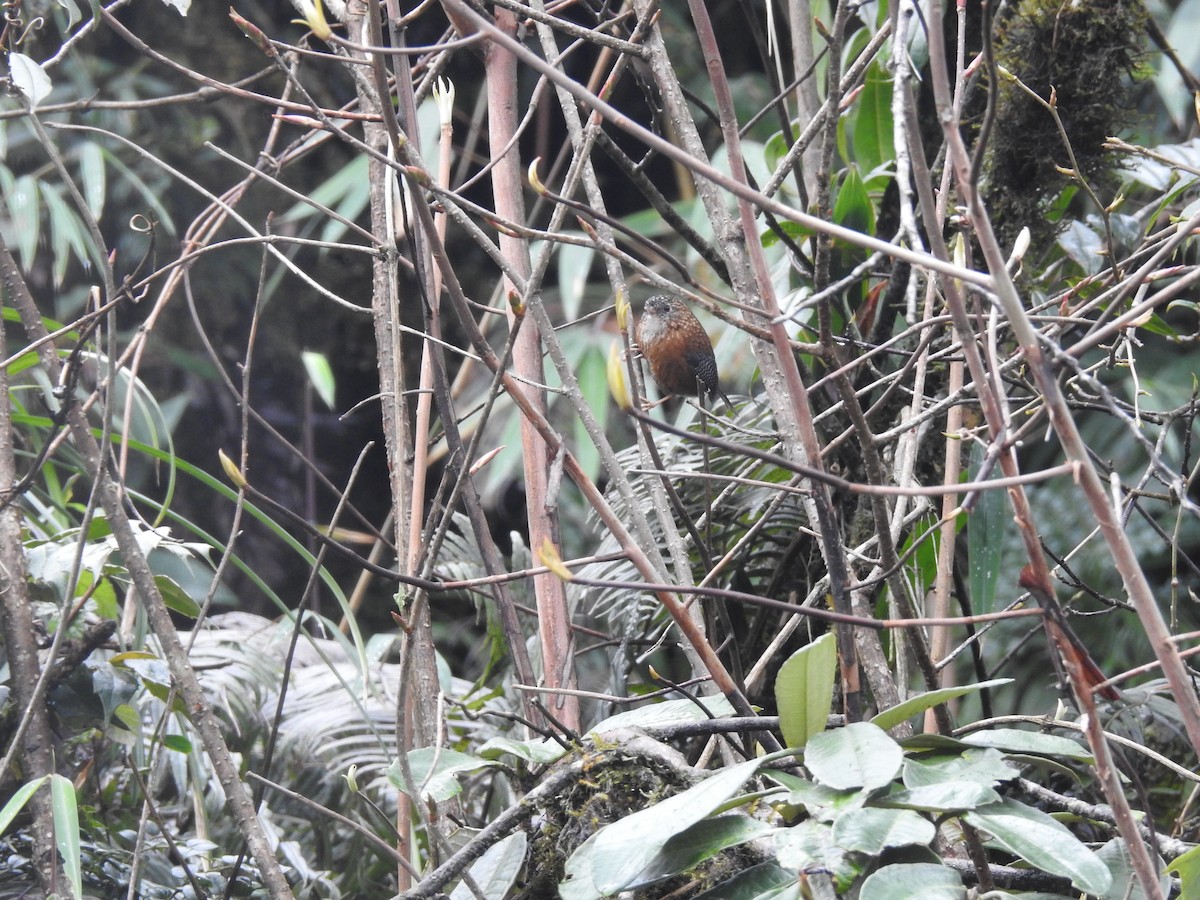 Bar-winged Wren-Babbler - Subbu Subramanya