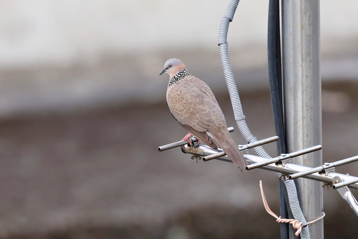 Spotted Dove - Chih-Wei(David) Lin