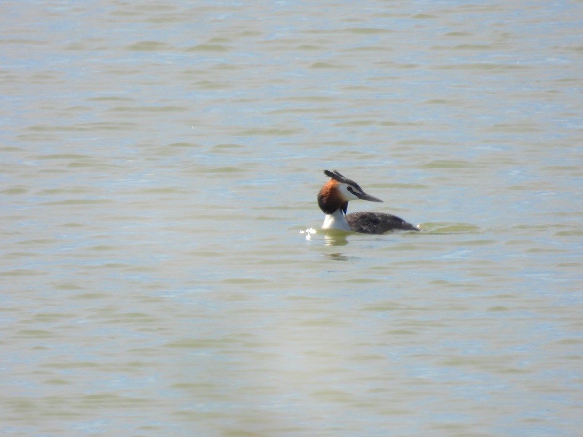 Great Crested Grebe - ML618477950