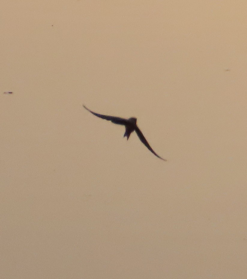 Red-rumped Swallow - ML618477964