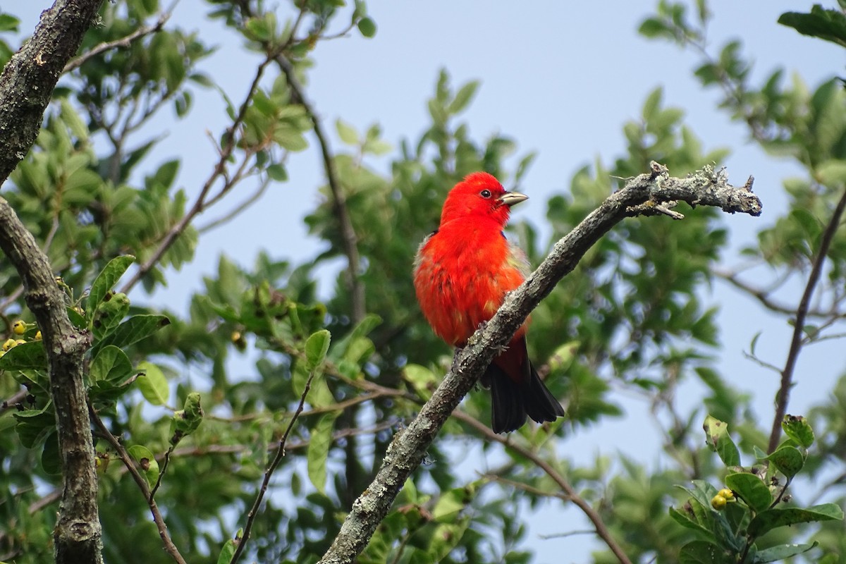 Scarlet Tanager - ML618477986