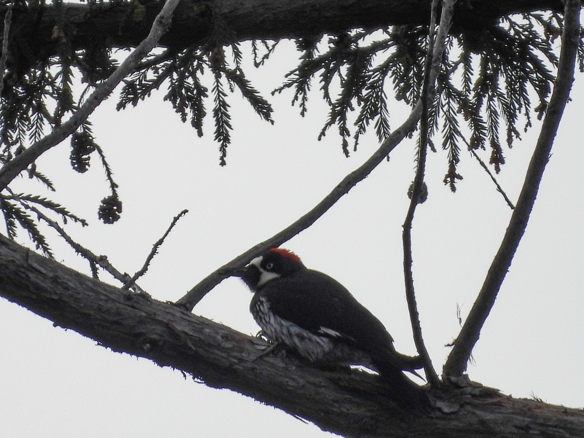 Acorn Woodpecker - L. Burkett