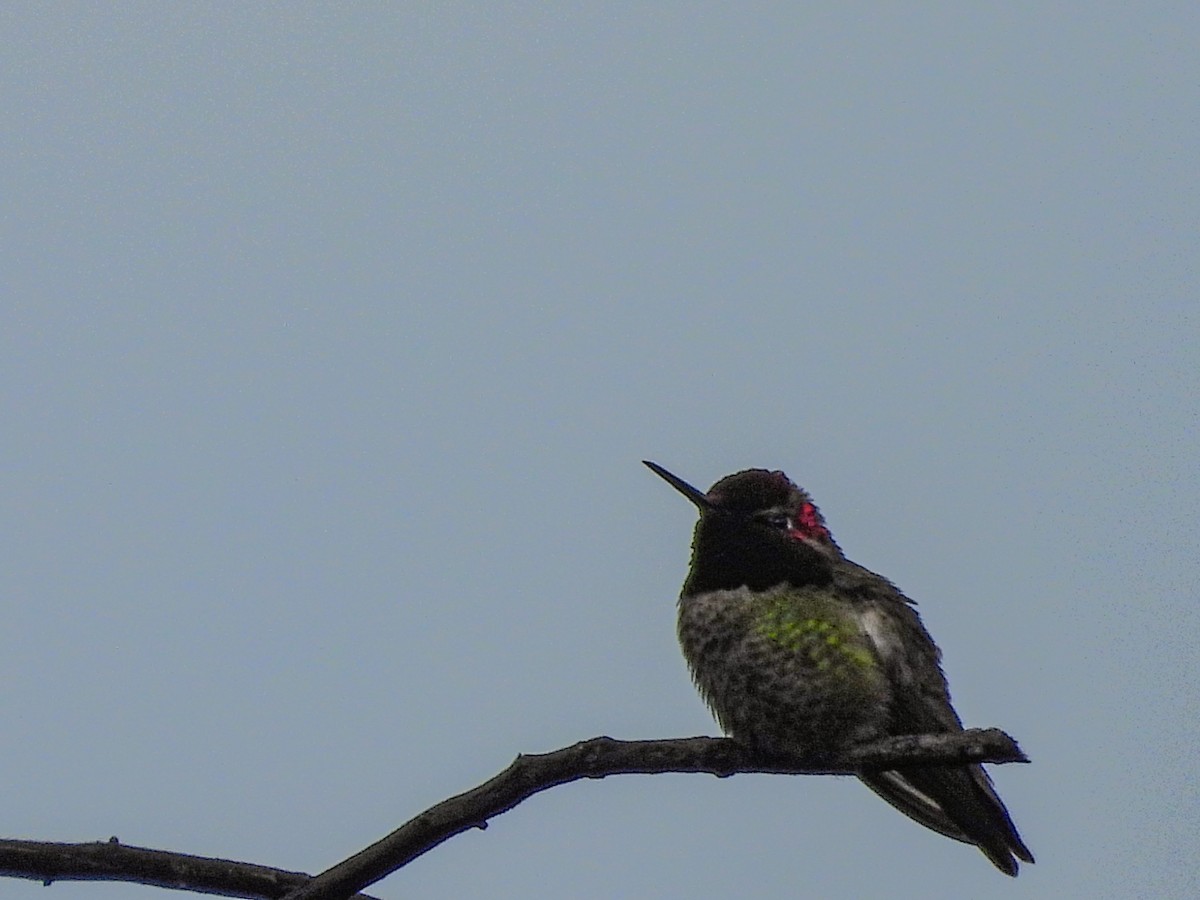 Anna's Hummingbird - ML618477999