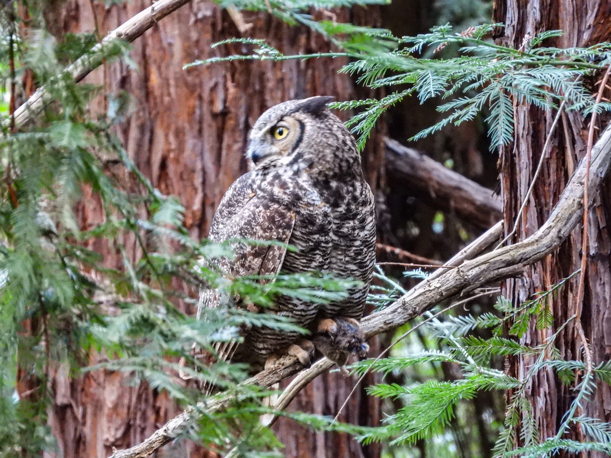Great Horned Owl - ML618478003