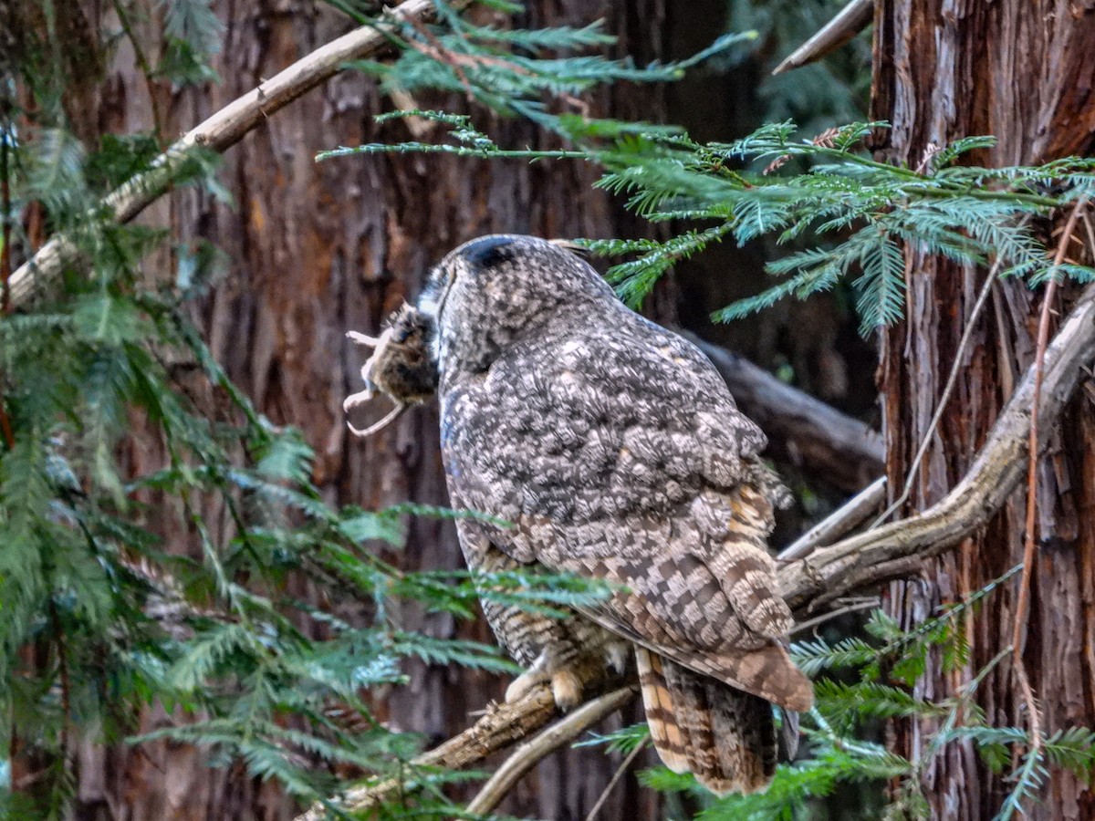 Great Horned Owl - ML618478004
