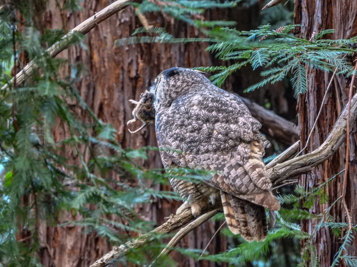 Great Horned Owl - ML618478005