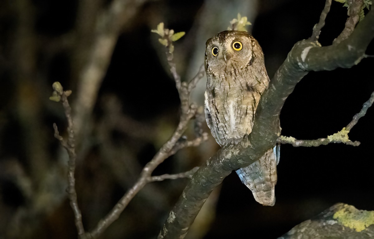 Eurasian Scops-Owl - Aimar Hernández Merino