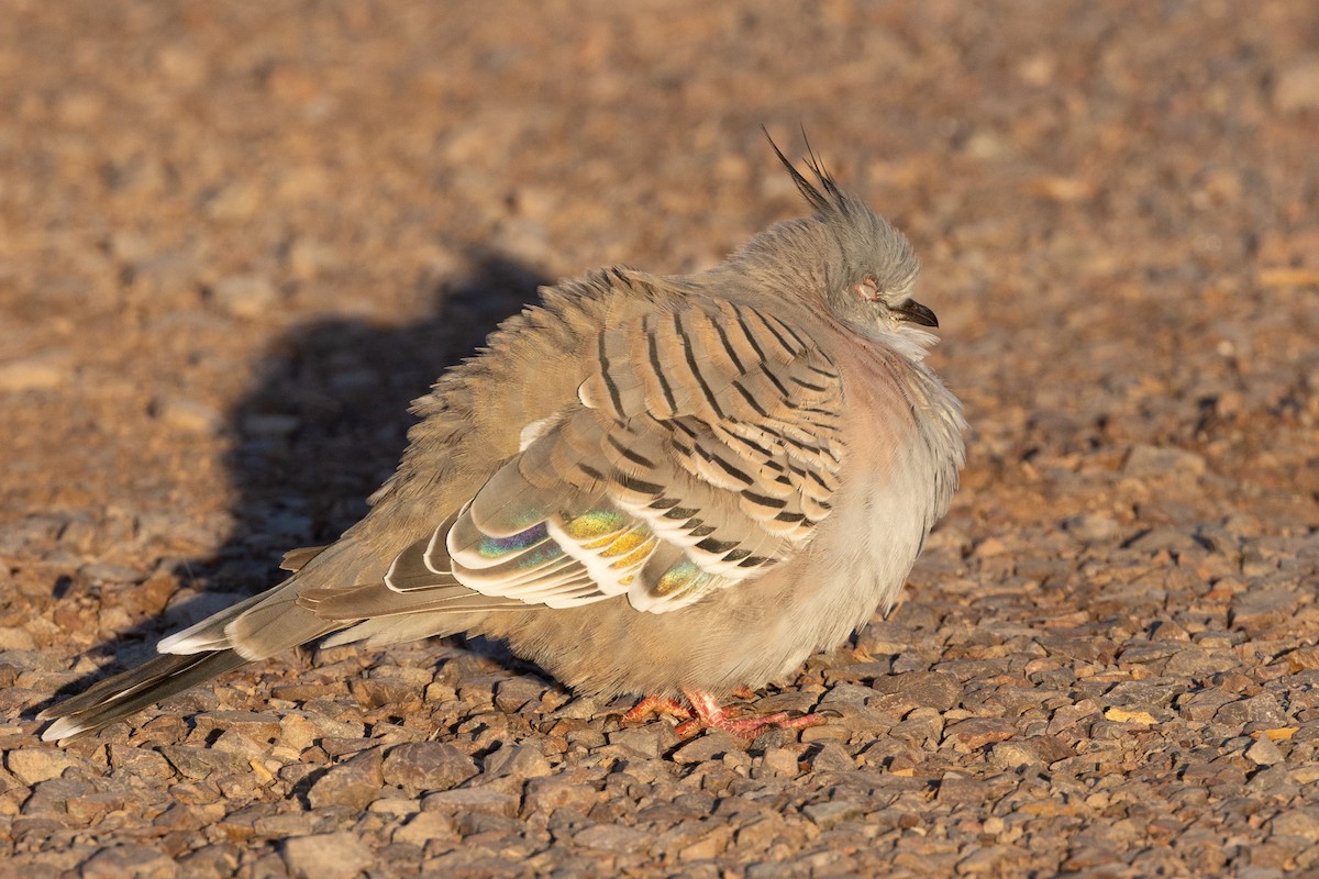 Crested Pigeon - ML618478120