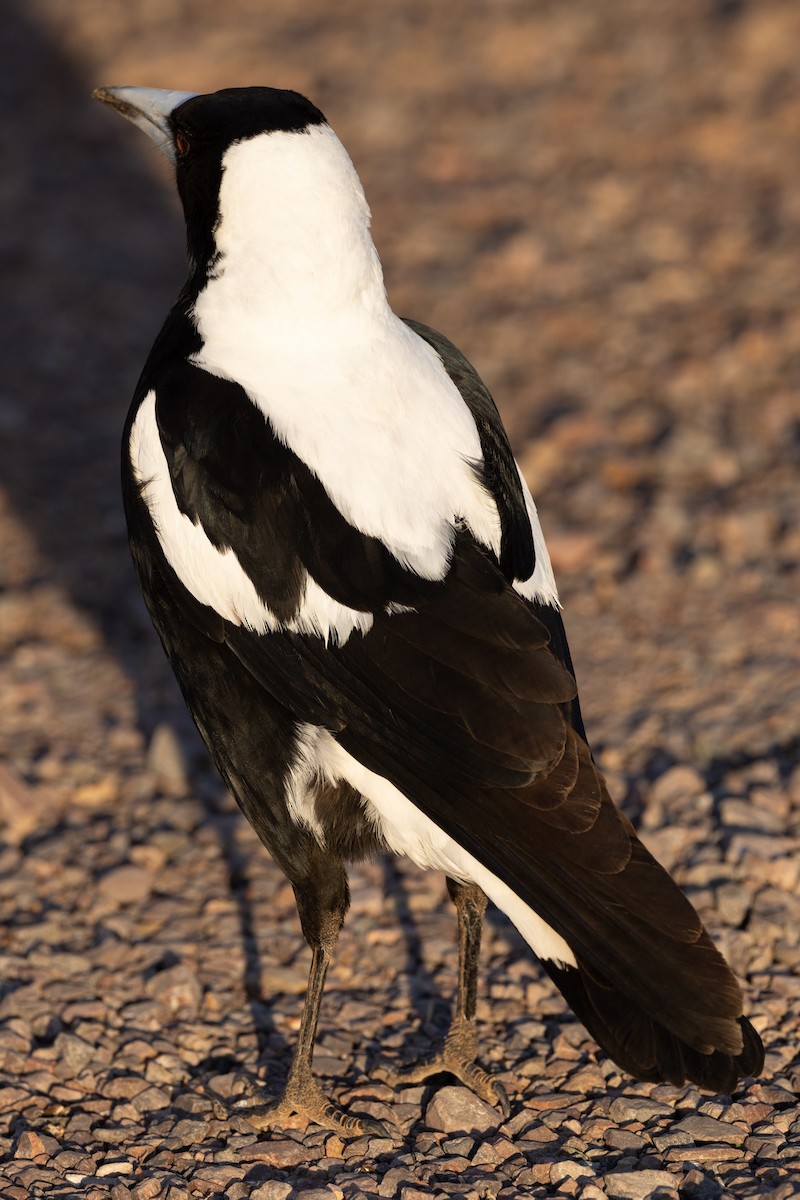 Australian Magpie (White-backed) - ML618478121