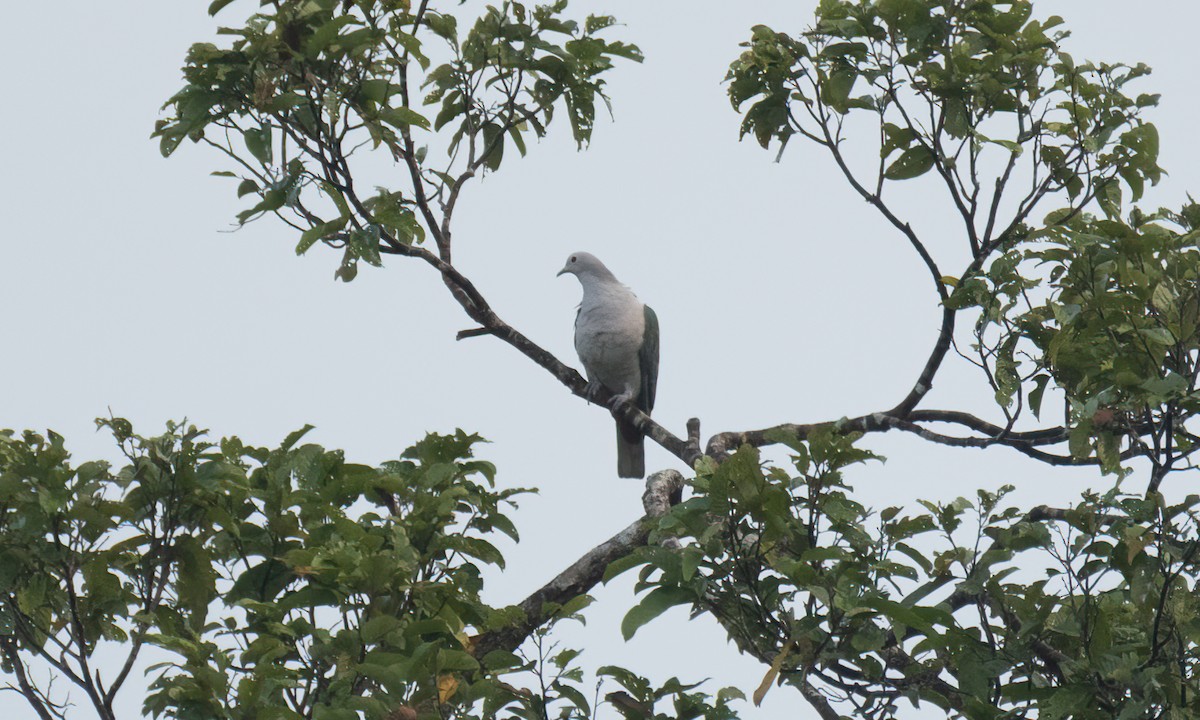 Green Imperial-Pigeon - ML618478145