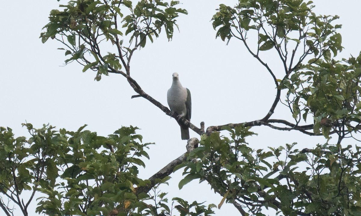 Green Imperial-Pigeon - ML618478146