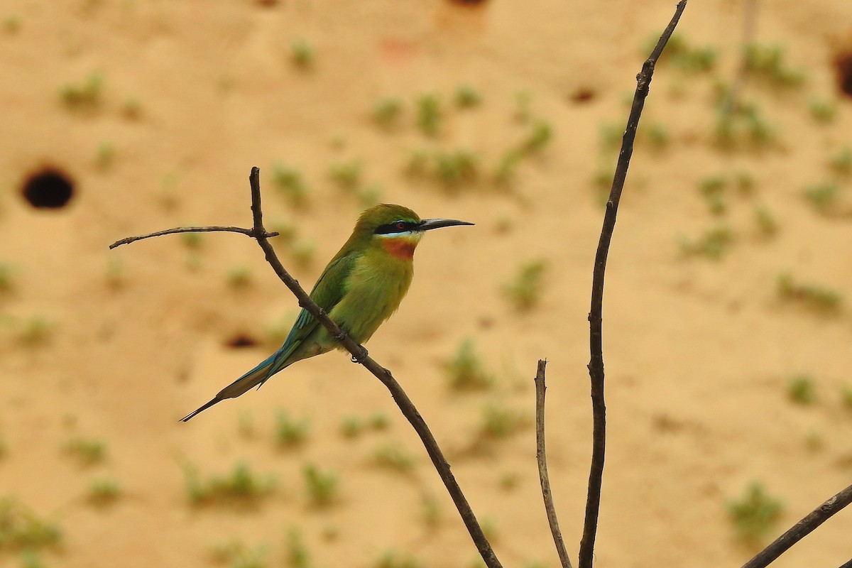Blue-tailed Bee-eater - ML618478154