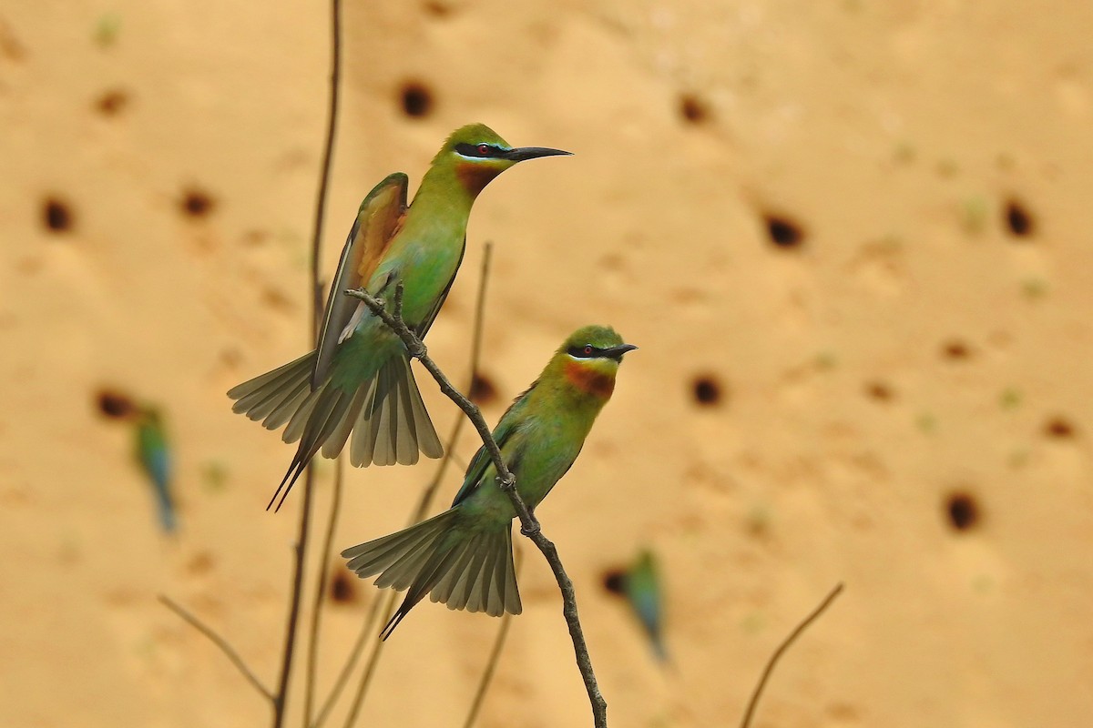 Blue-tailed Bee-eater - ML618478155