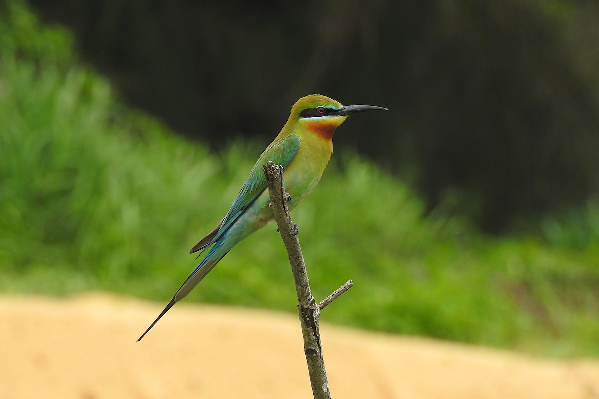 Blue-tailed Bee-eater - ML618478156