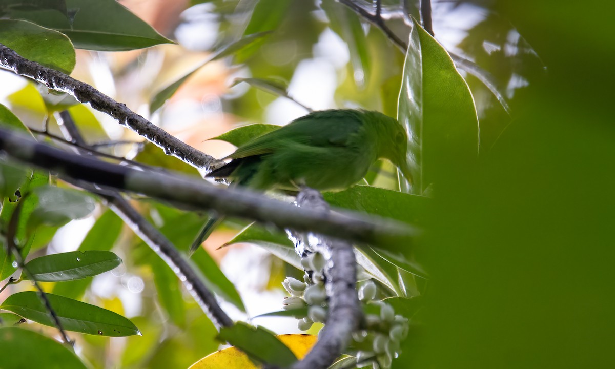 Philippinenblattvogel - ML618478164
